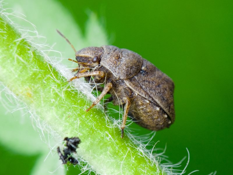 Psacasta (Cryptodontus) neglecta (Herrich-Schäffer, 1837)